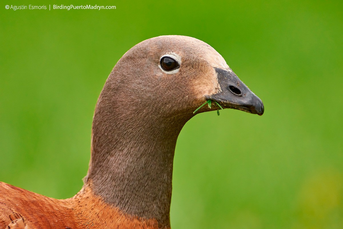 Ashy-headed Goose - ML240031181