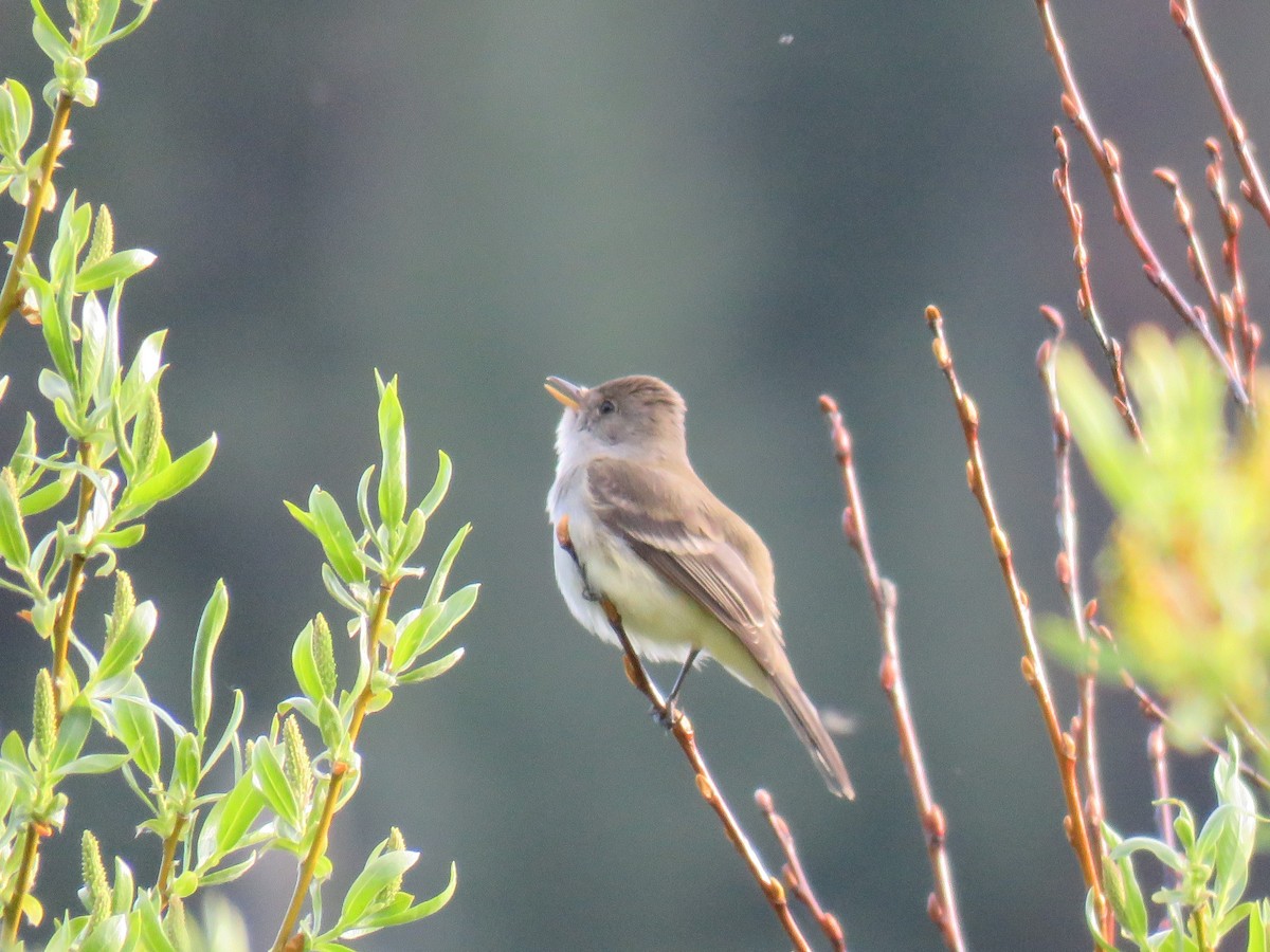 Willow Flycatcher - Colin Dillingham