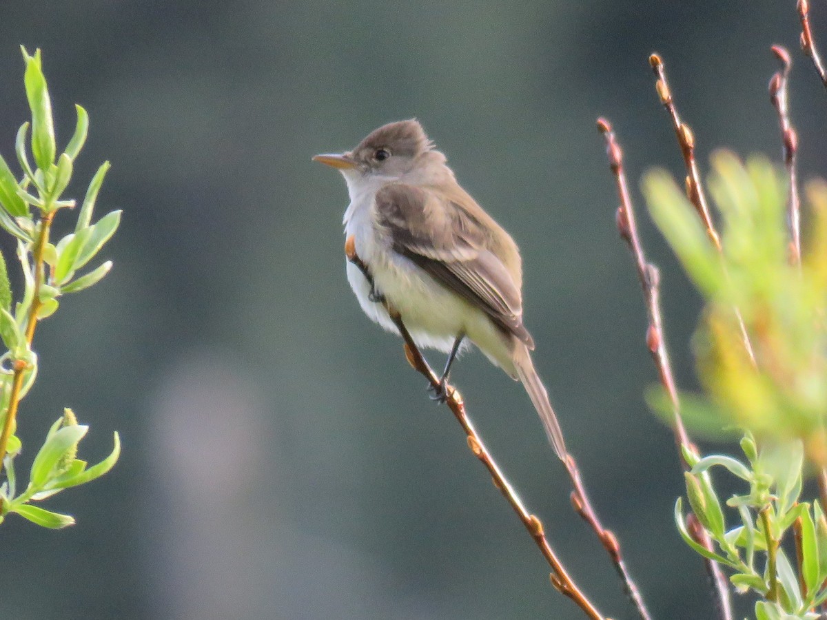 Willow Flycatcher - Colin Dillingham