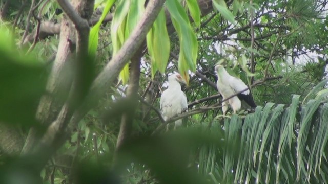 Palm-nut Vulture - ML240031941