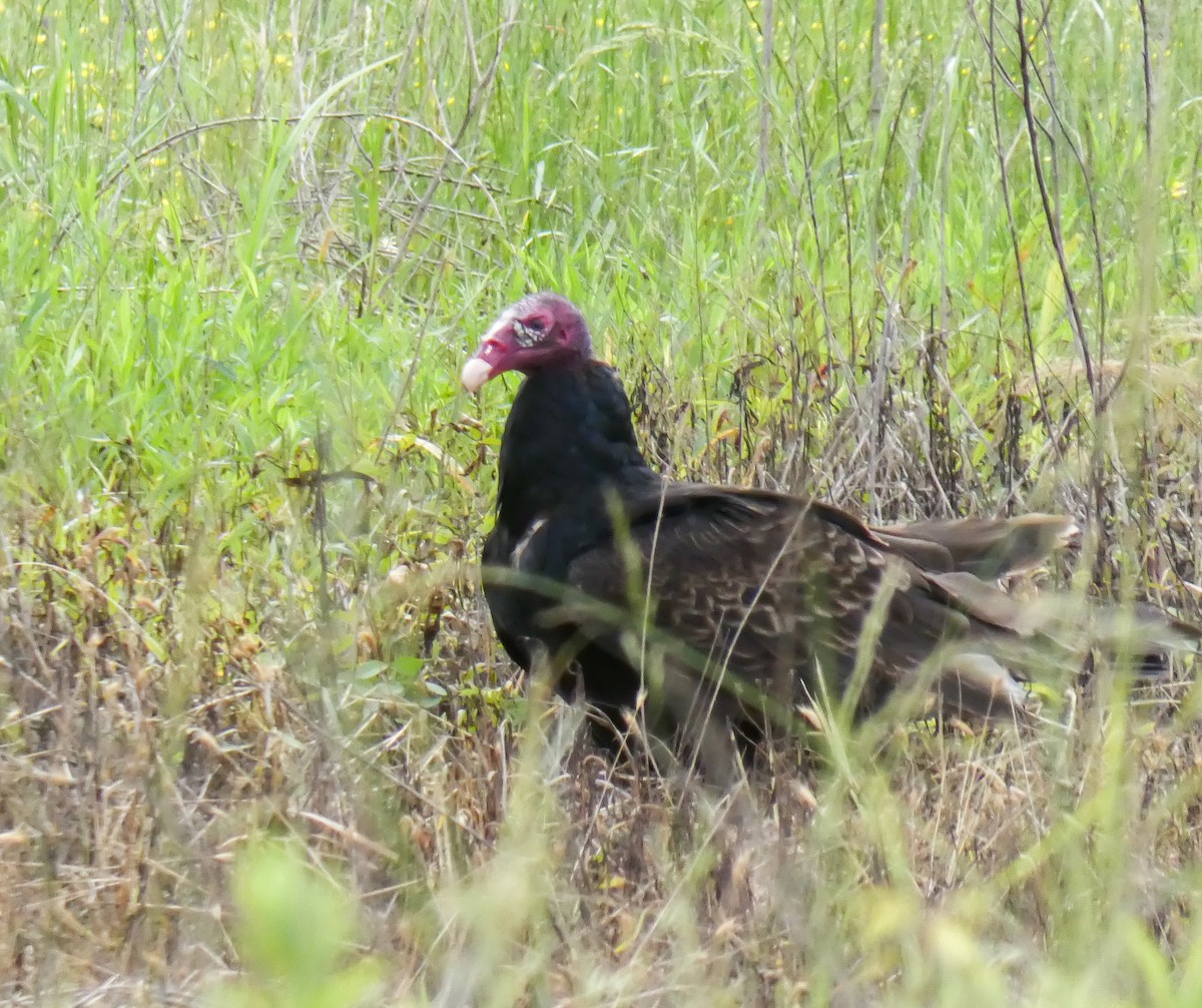 Turkey Vulture - ML240033631