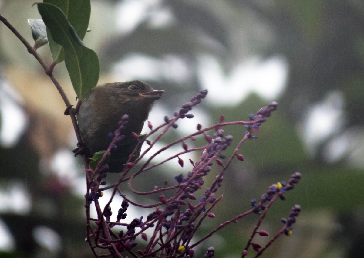 Dusky Chlorospingus - ML24003631