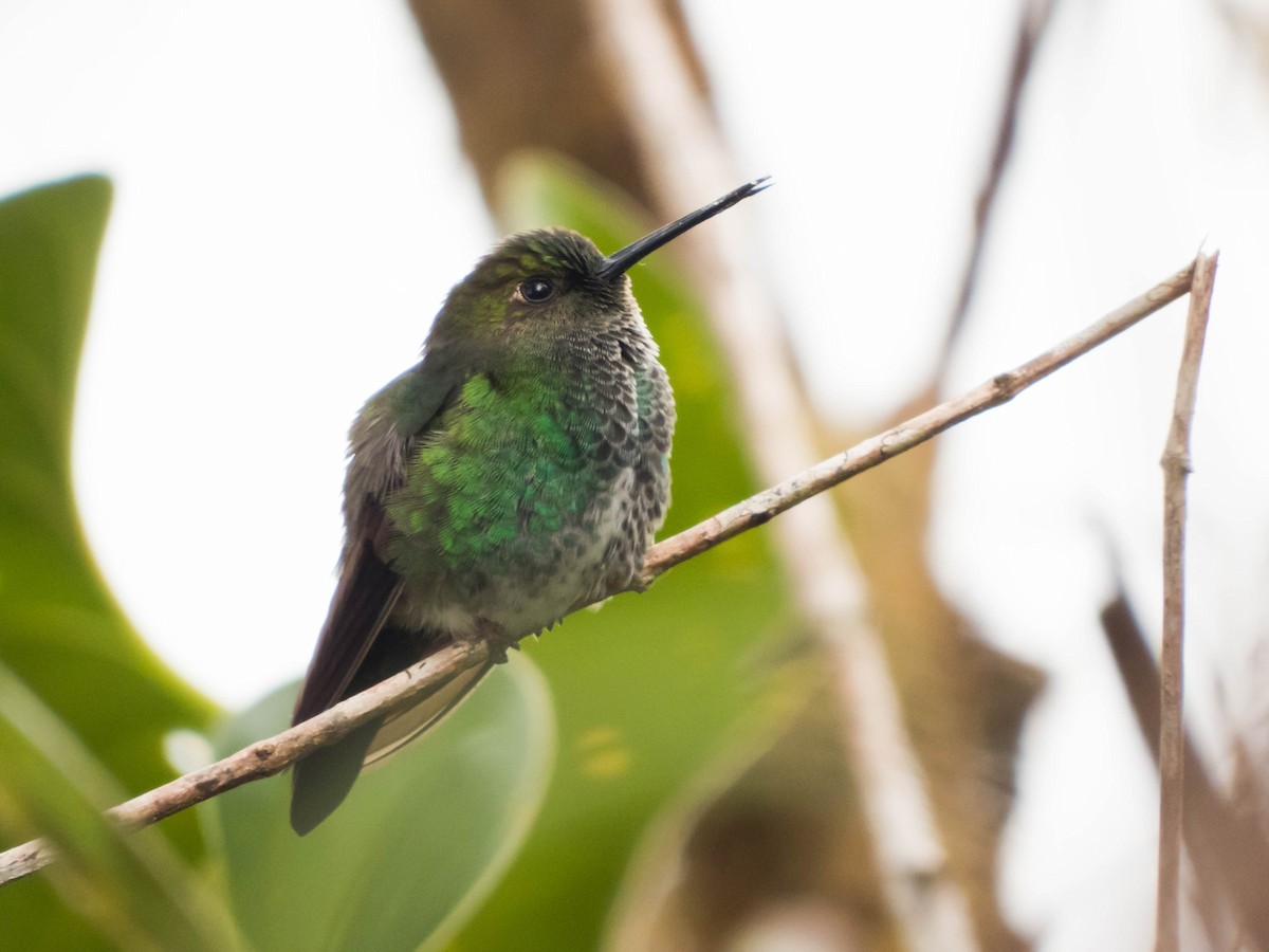 Greenish Puffleg - ML24003691