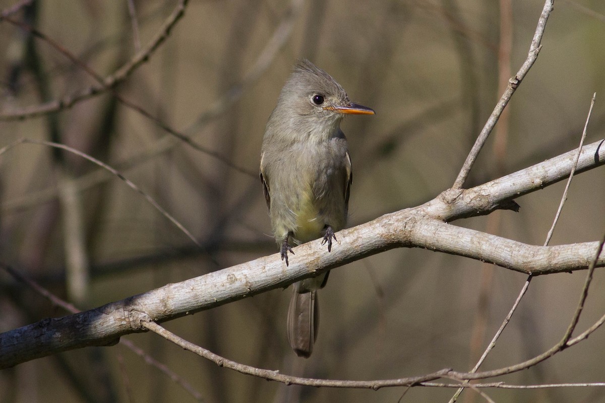 Greater Pewee - Johnny Bovee