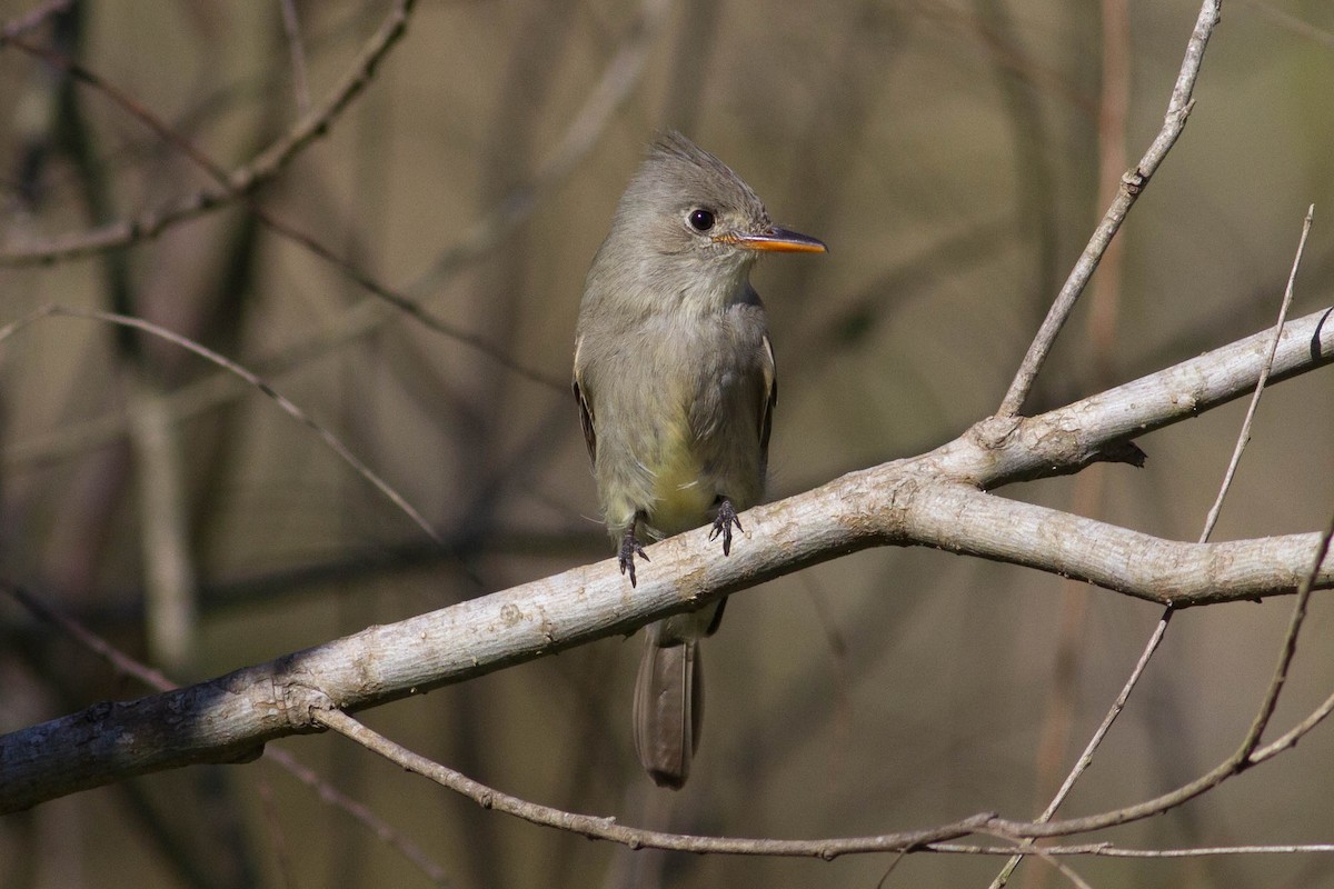 Greater Pewee - ML24003711