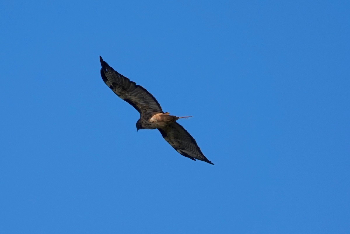 Red-tailed Hawk - ML240037251