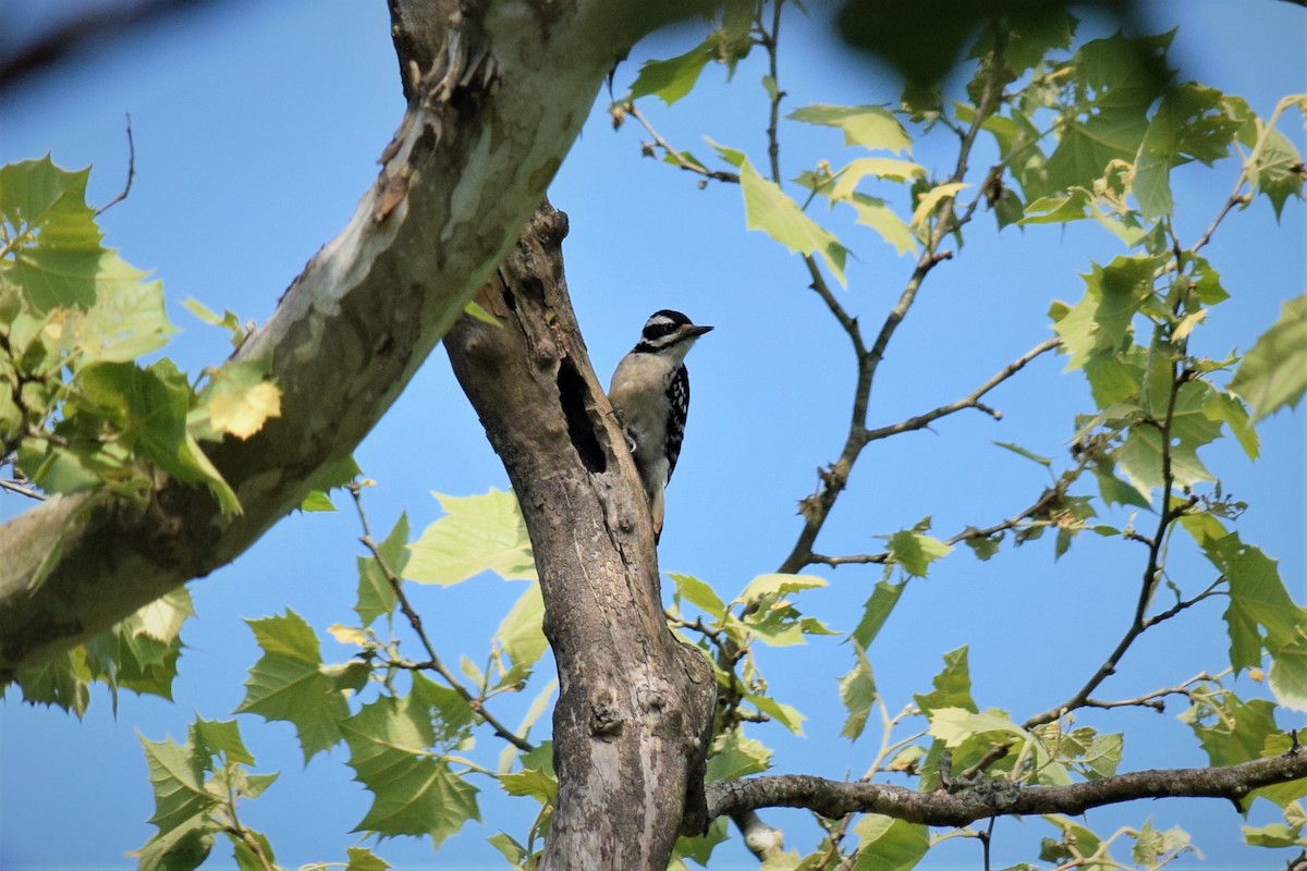 Hairy Woodpecker - ML240040311