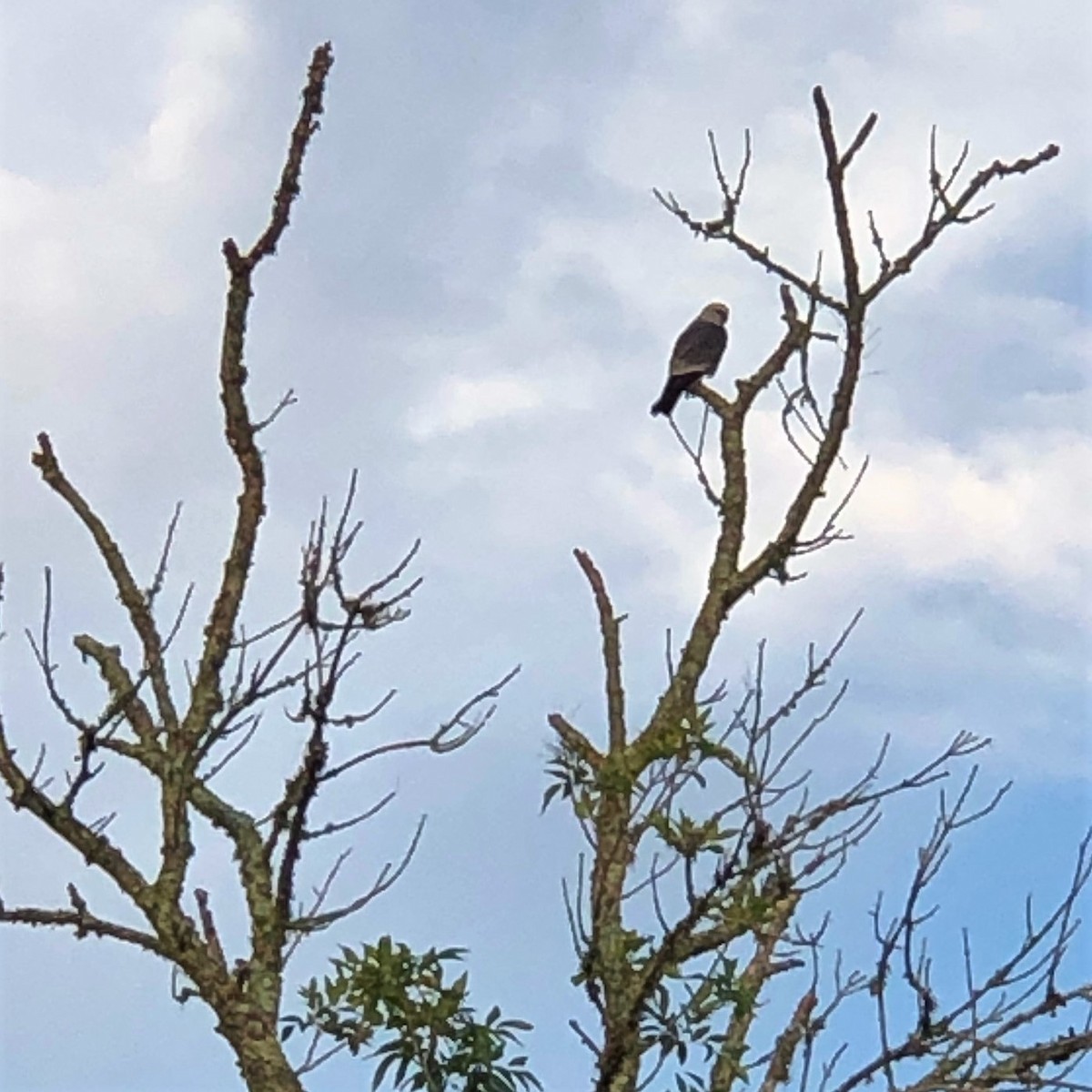 Mississippi Kite - ML240040321