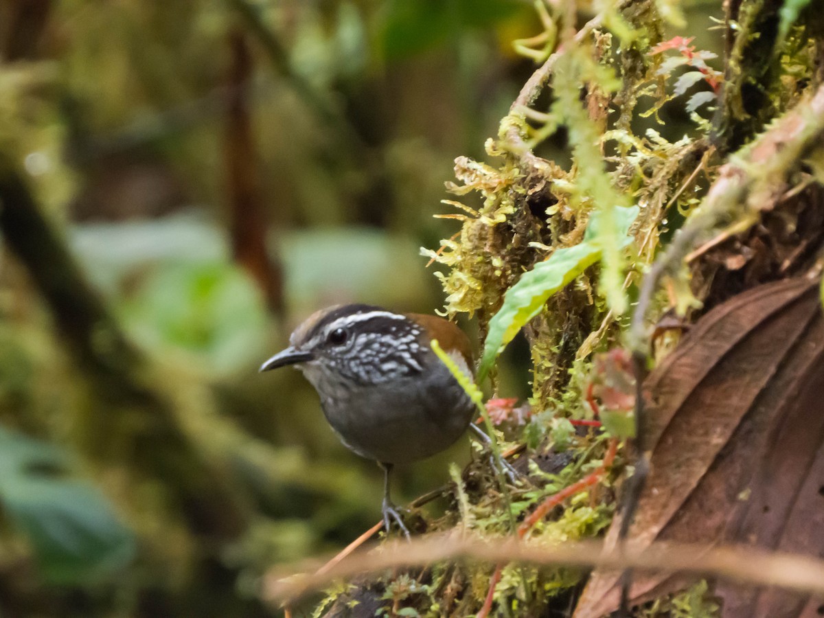 Munchique Wood-Wren - ML24004061