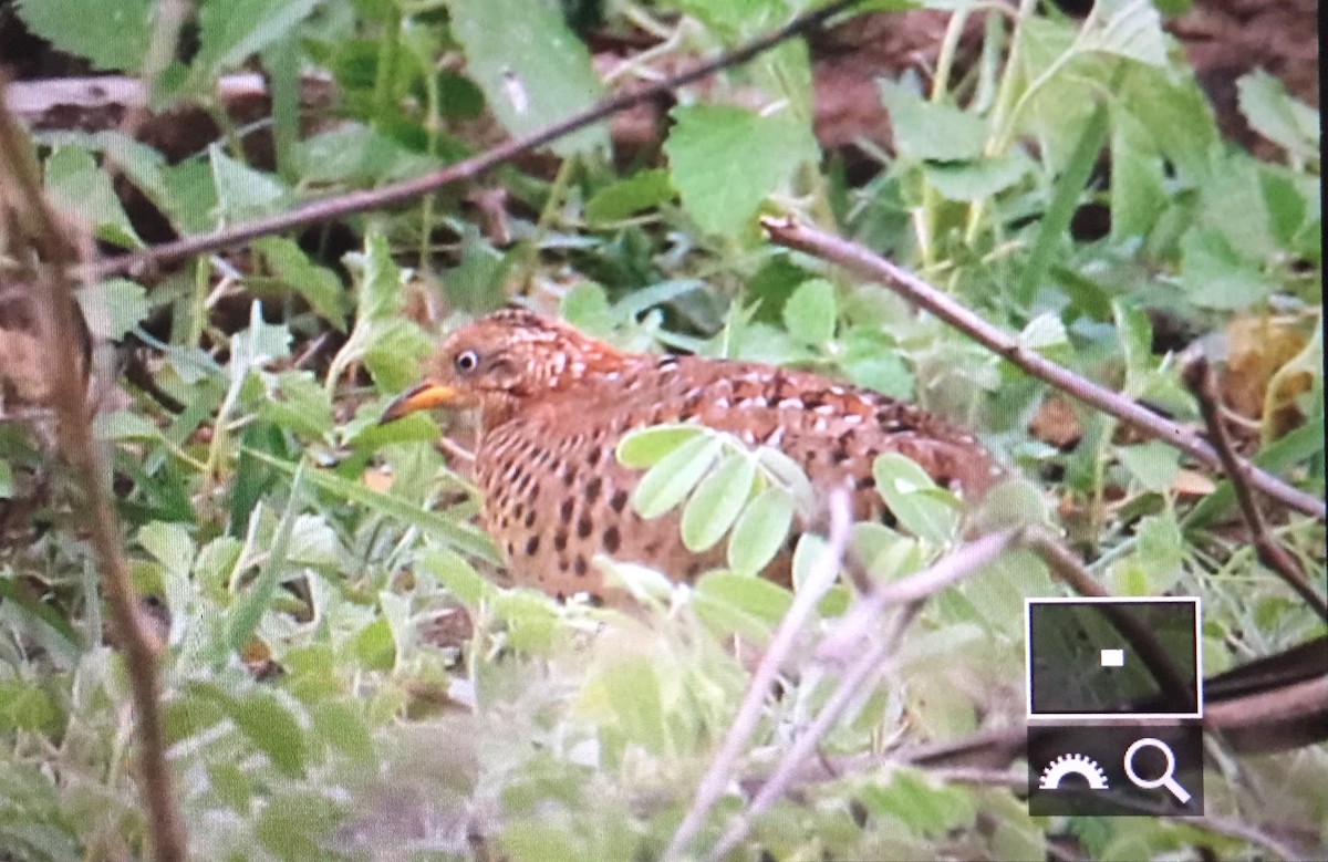 Yellow-legged Buttonquail - ML240041861