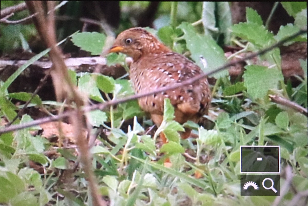 Yellow-legged Buttonquail - ML240041871