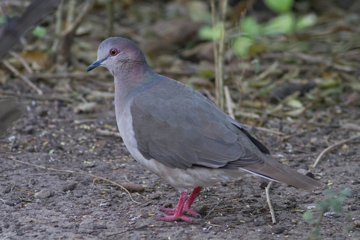 White-tipped Dove - ML24004201