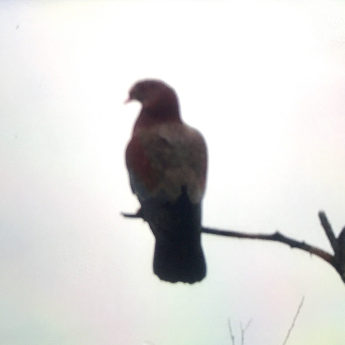 Red-billed Pigeon - ML240042211