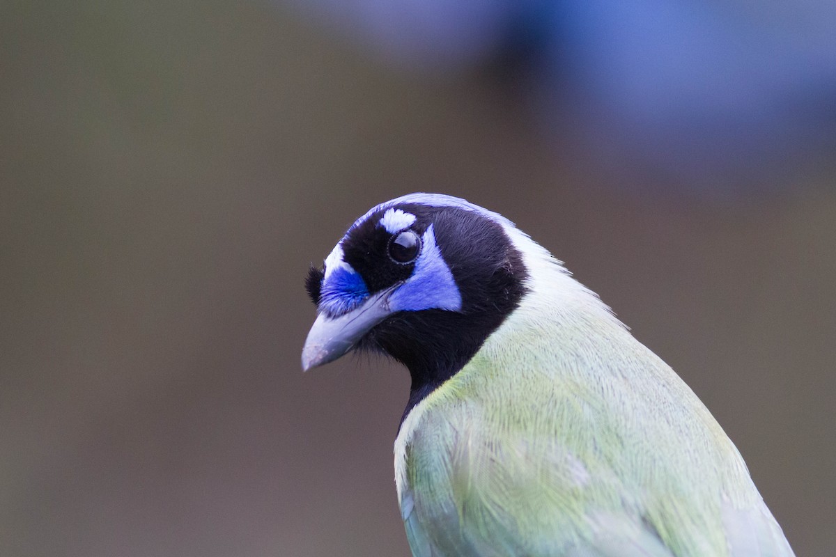 Green Jay - ML24004231