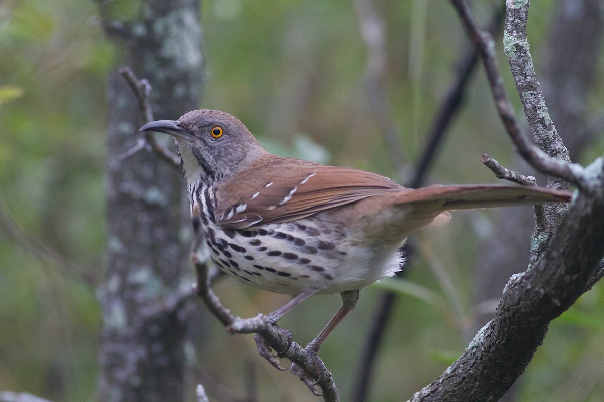 Long-billed Thrasher - Johnny Bovee