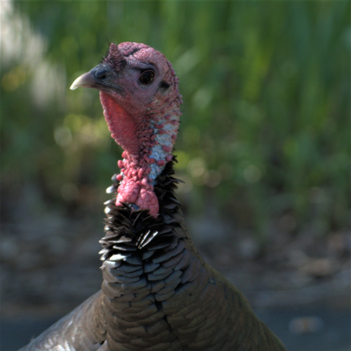 Wild Turkey - John Weisgerber