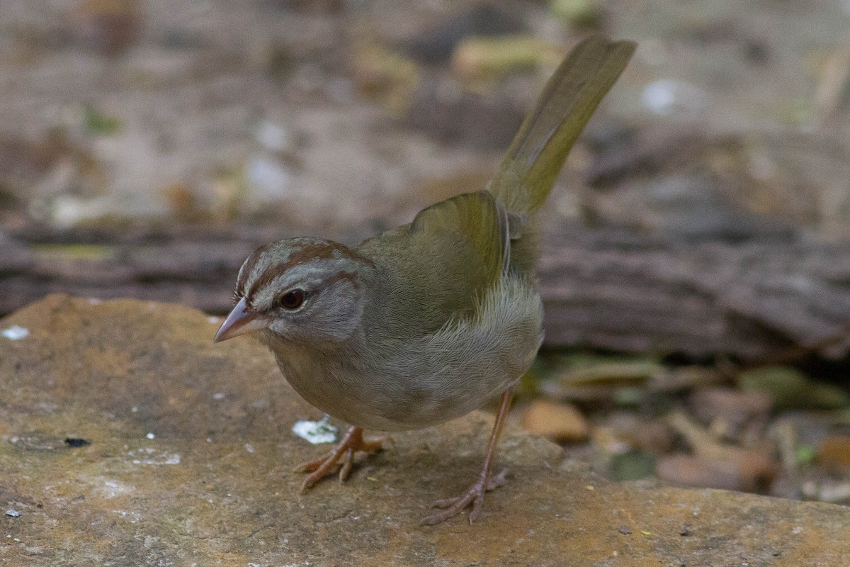 Olive Sparrow - ML24004261