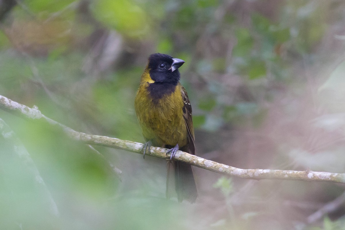 Crimson-collared Grosbeak - ML24004301