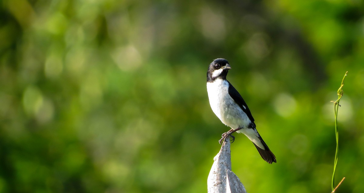 Lesson's Seedeater - Juan Sebastian Moreno