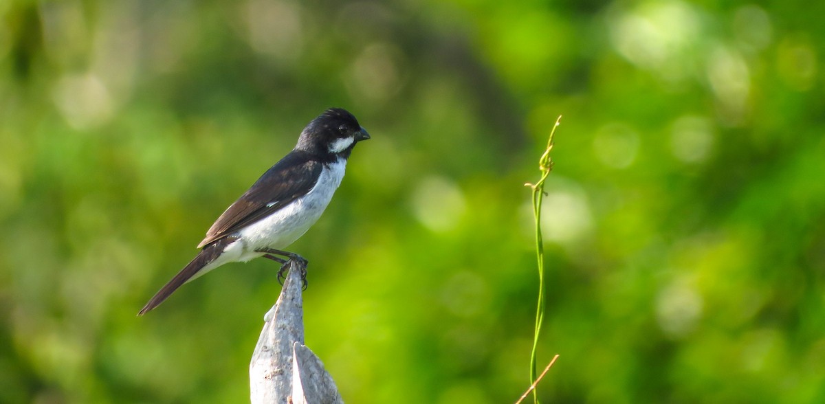 Lesson's Seedeater - ML24004341