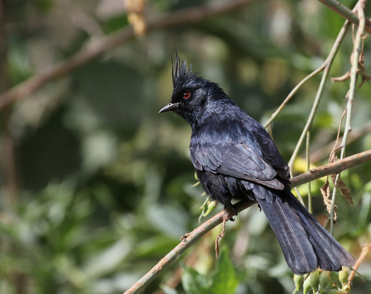 Phainopepla - Matthew Grube