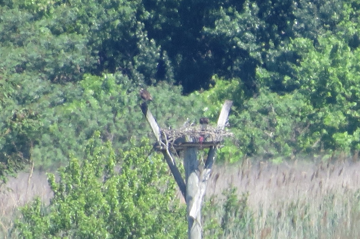 Загасч явлаг - ML240044601