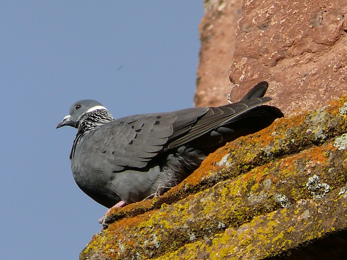 White-collared Pigeon - ML240048311