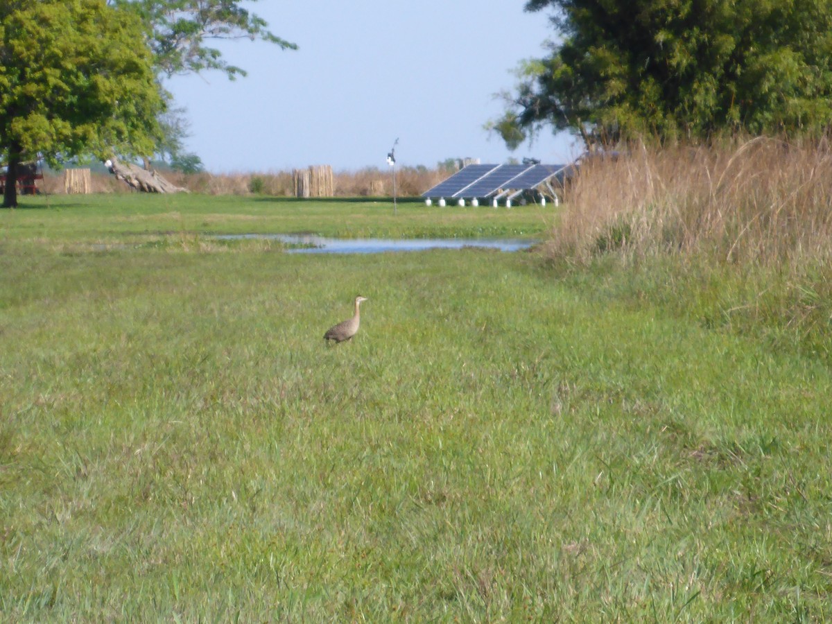 Red-winged Tinamou - ML240048391