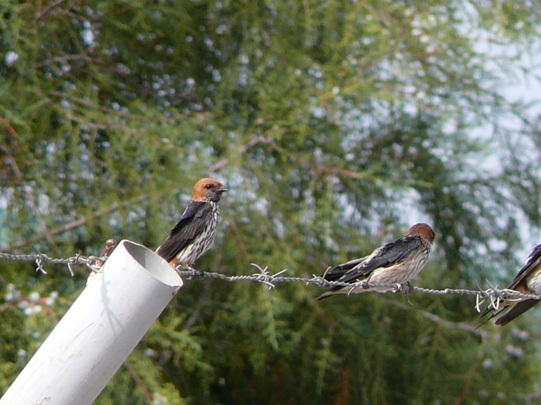 Lesser Striped Swallow - ML240048781