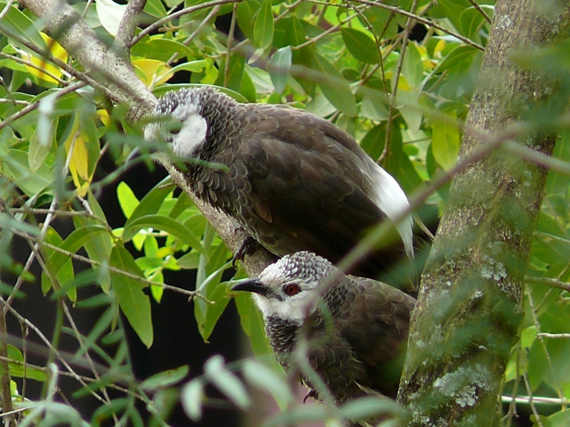 White-rumped Babbler - ML240048991