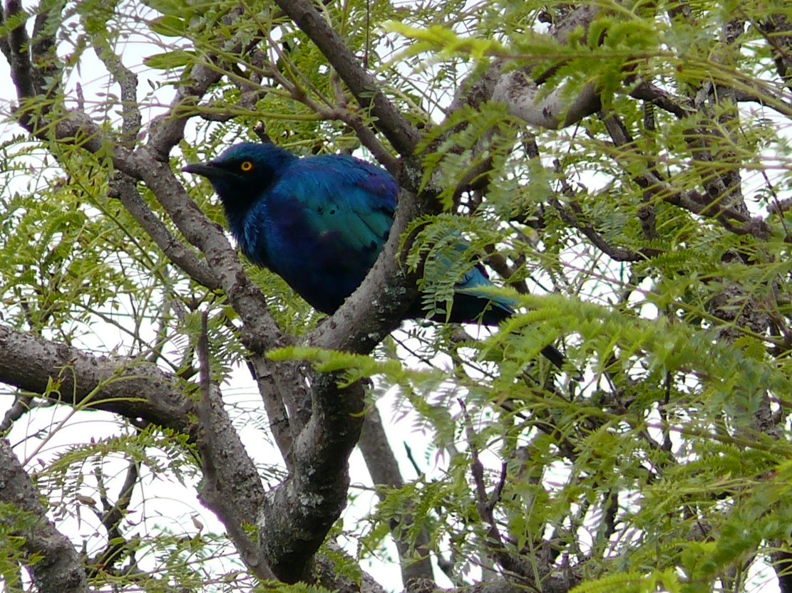 Greater Blue-eared Starling - Michael Pohler