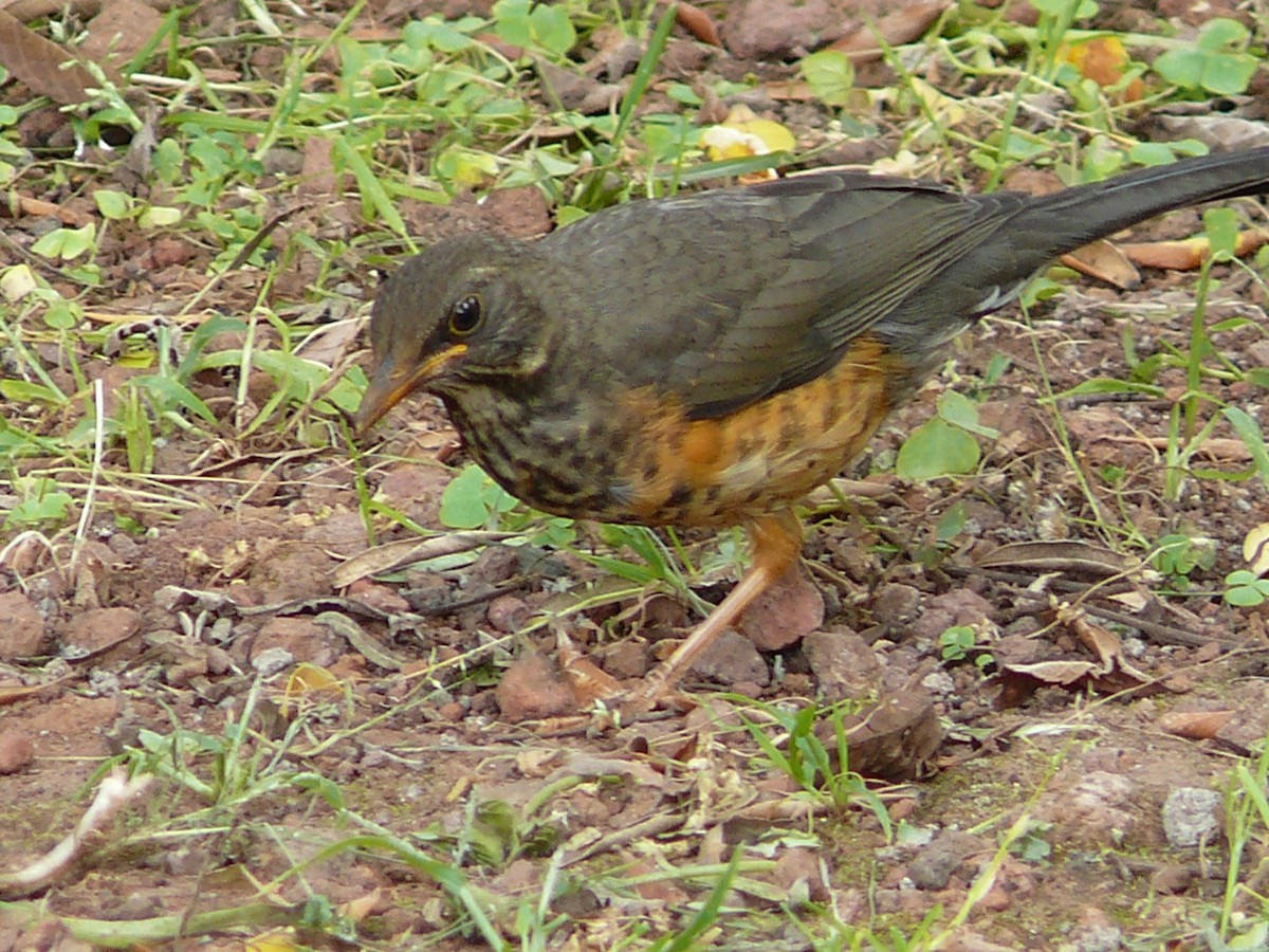 Abyssinian Thrush - Michael Pohler