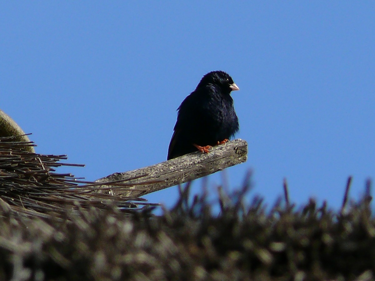 Village Indigobird - ML240050921