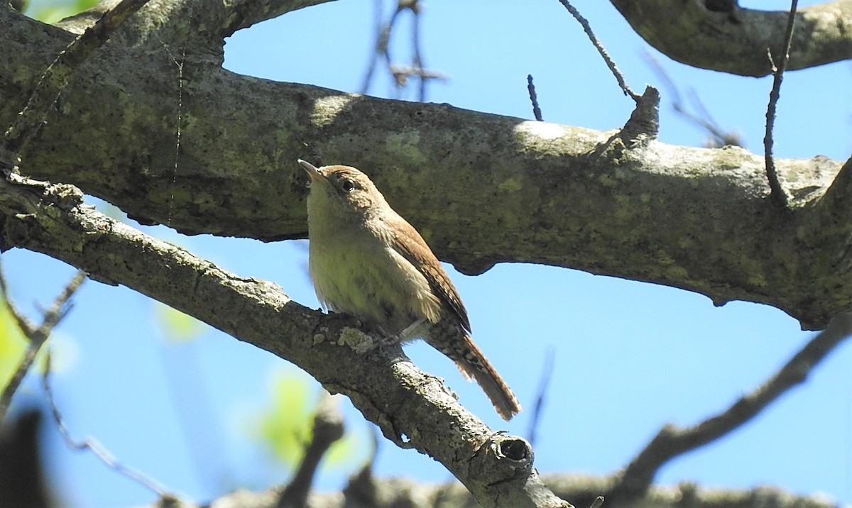 House Wren - ML240050931