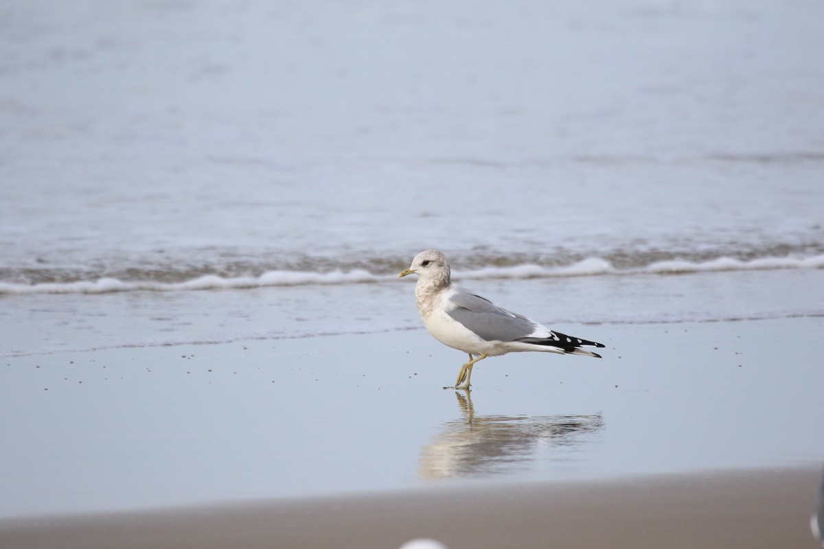 Bonaparte's Gull - ML24005111