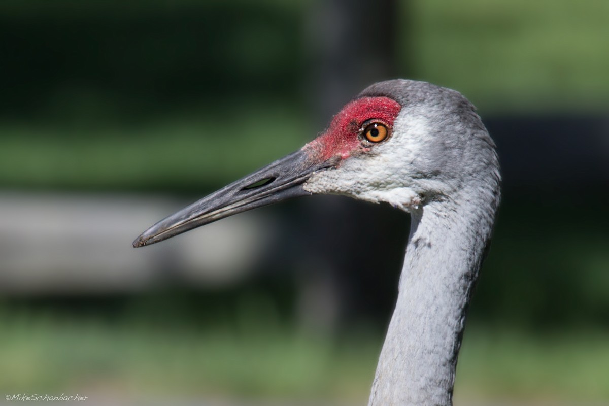 Sandhill Crane - ML240051511