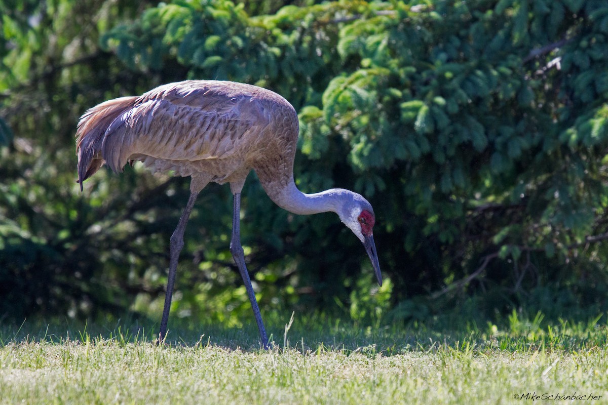 Sandhill Crane - ML240051711