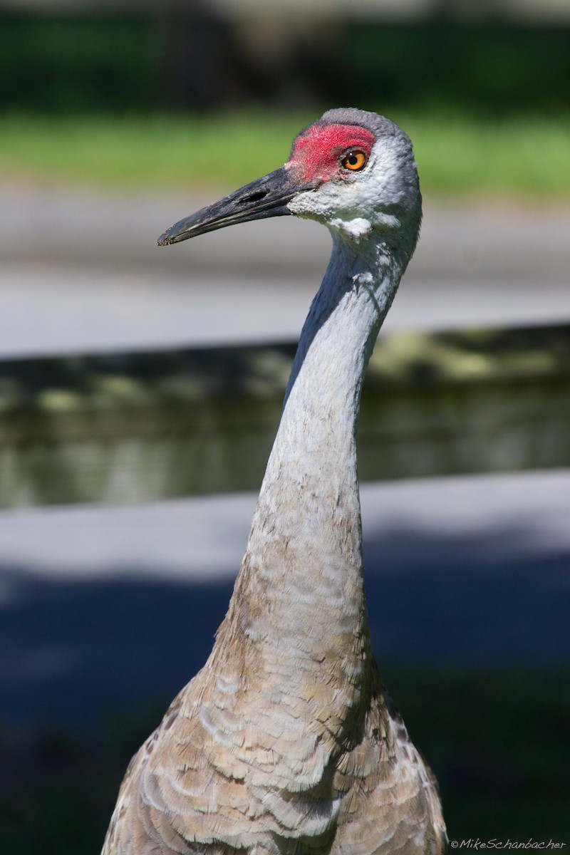 Sandhill Crane - ML240051741