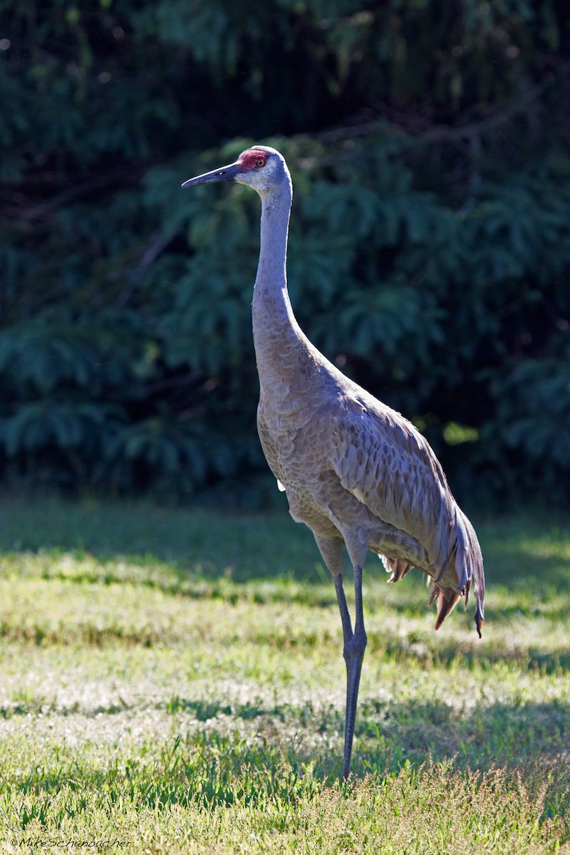 Sandhill Crane - ML240051791