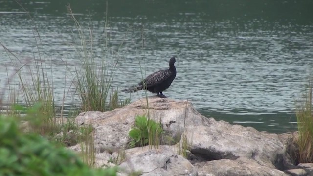 Long-tailed Cormorant - ML240052181