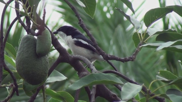 Tropical Boubou - ML240054131