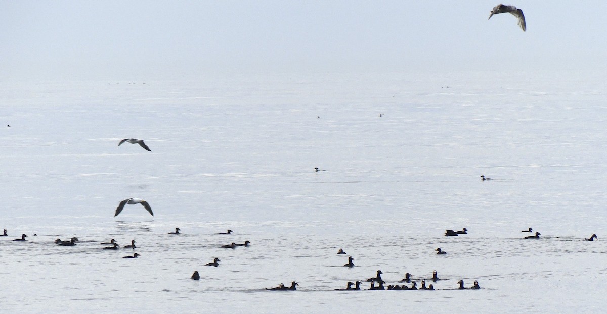 Surf Scoter - ML240054371