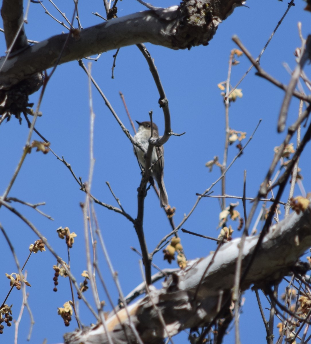 Eastern Phoebe - ML240054551