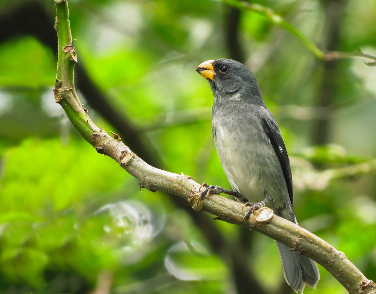 Gray Seedeater - Juan Sebastian Moreno