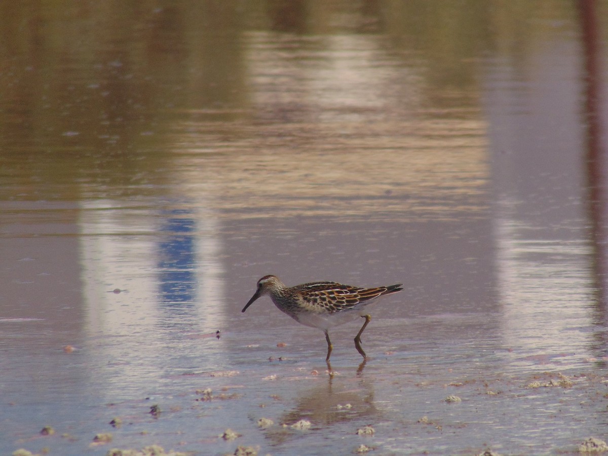 Graubrust-Strandläufer - ML240057051