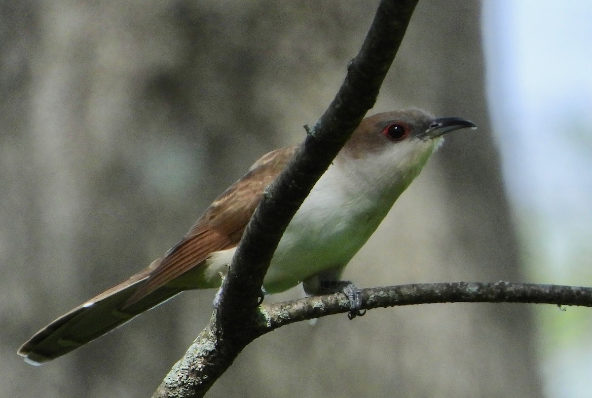 Black-billed Cuckoo - ML240057521