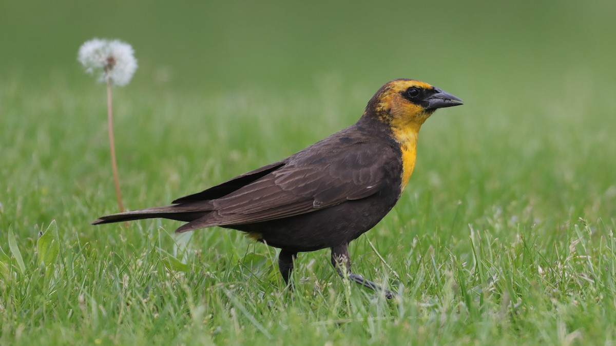 Yellow-headed Blackbird - Matthew Francey
