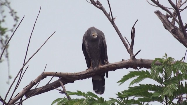 African Harrier-Hawk - ML240061681