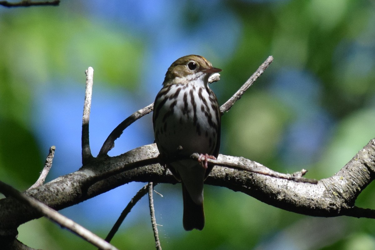 Ovenbird - ML240063481