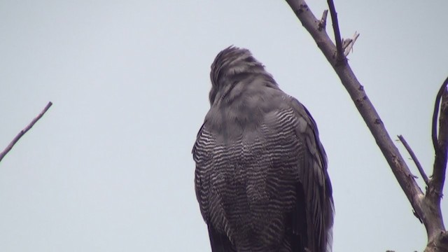 African Harrier-Hawk - ML240063761